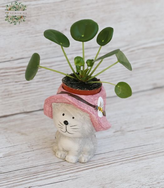 Pilea in cat pot