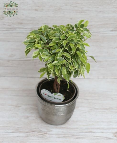 Fonott törzsű Ficus benjamina kaspóban