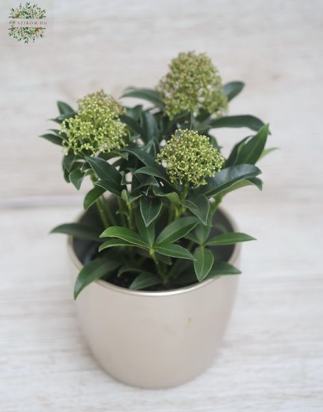 Skimmia Japonica