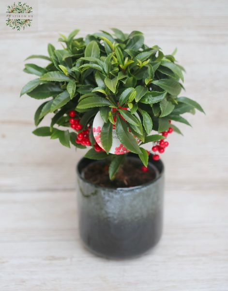 Ardisia crenata