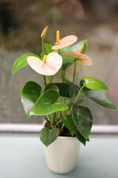 Mini anthurium, peach