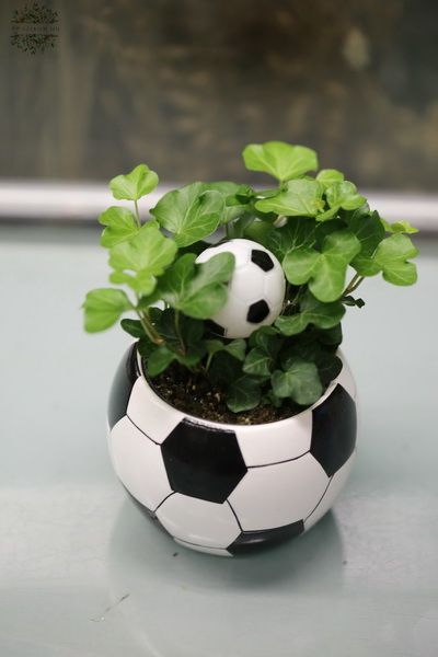 Ivy in football pot