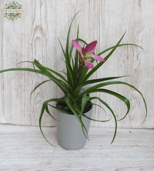 Tillandsia im Topf