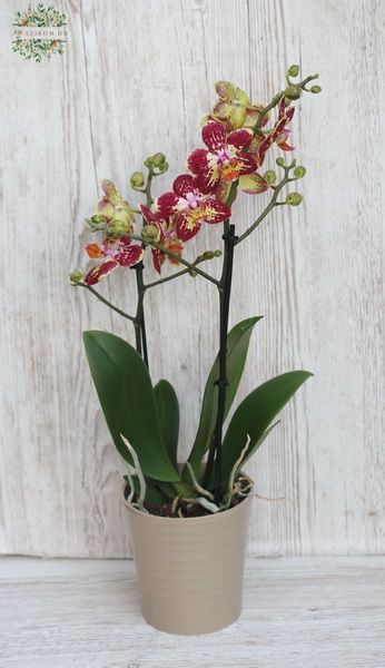 Phalaenopsis multiflora strawberry cake, im Topf