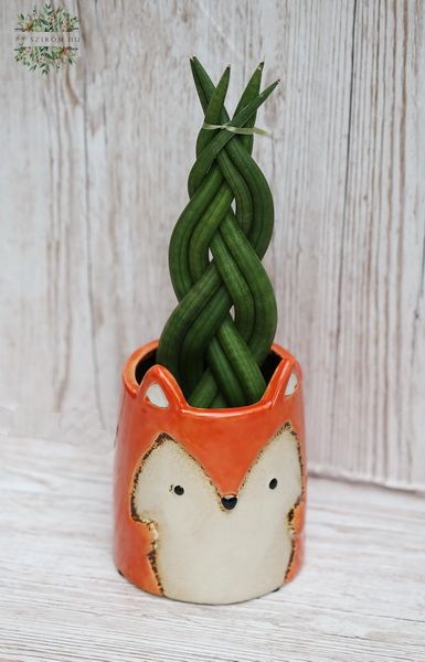 Sansevieria in fox-pot