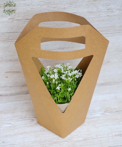 Campanula in pot and paperbag