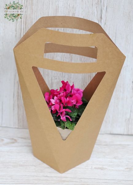 Cyclamen in pot and paper bag