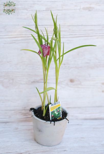 Fritillaria meleagri in pot (outdoors)