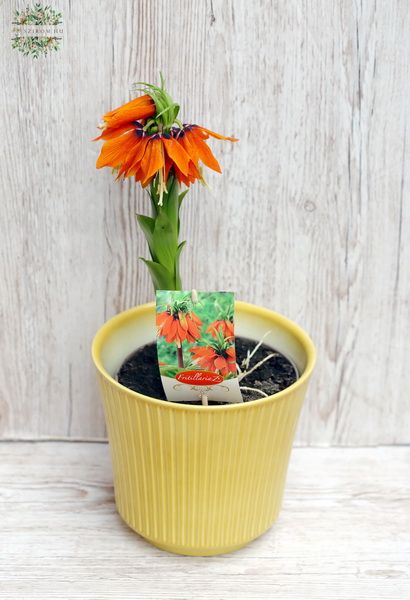 Fritillaria aurora in pot (outdoors)