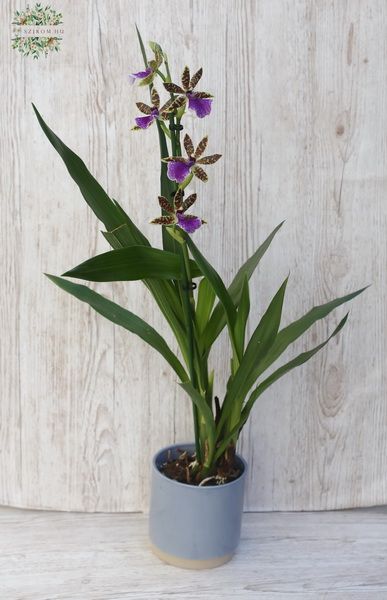 Zygopetalum orchidea kaspóban