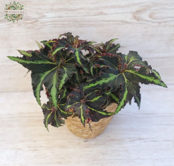 royal begonia in pot