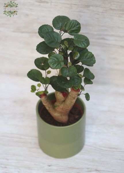 Poliscias in pot (25cm)