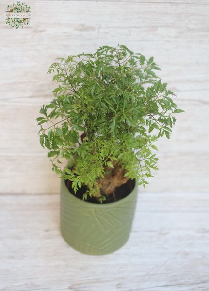 Poliscias with split leaves in a pot (25cm)