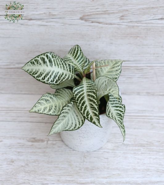 Aphelandra White Wash im Topf