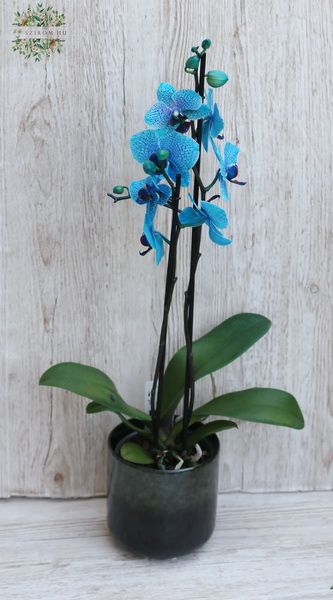 farbige Phalaenopsis Orchidee im Topf