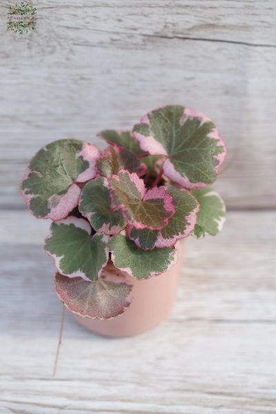 kleiner Saxifraga Tricolor im Topf