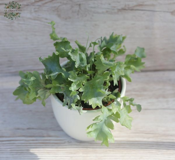 small Phlebodium in pot