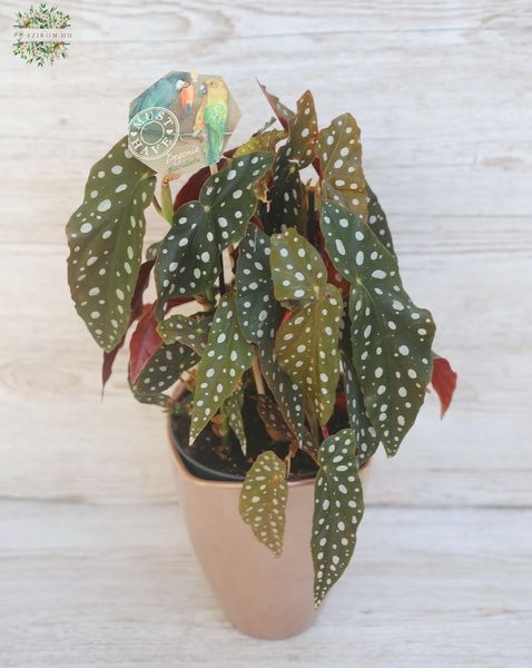 pöttyöslevelű begóbia (Begonia maculata) kaspóban