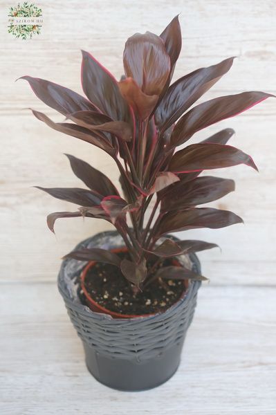 dark-leafed Cordyline in a pot (40cm)