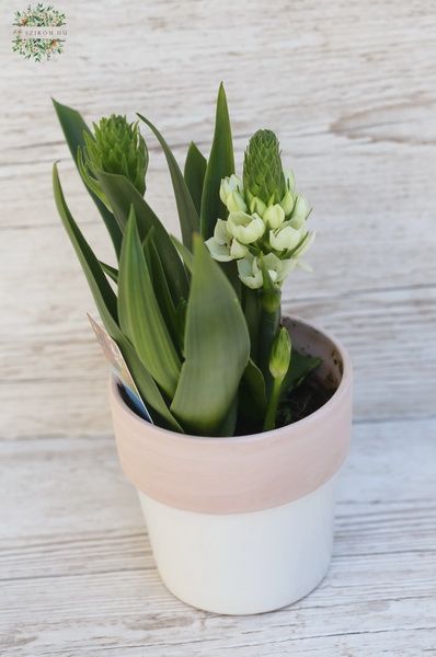 Ornithogalum kaspóval 