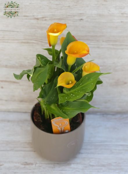 calla in pot