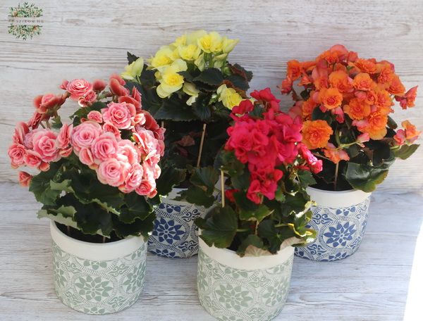 Begonia 1 pc in pot