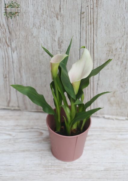 Blassrosa Calla-Lilie im Topf