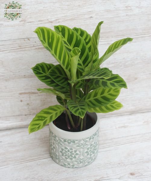 Calathea im Topf