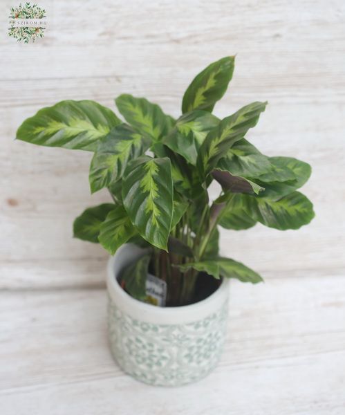 Calathea in pot