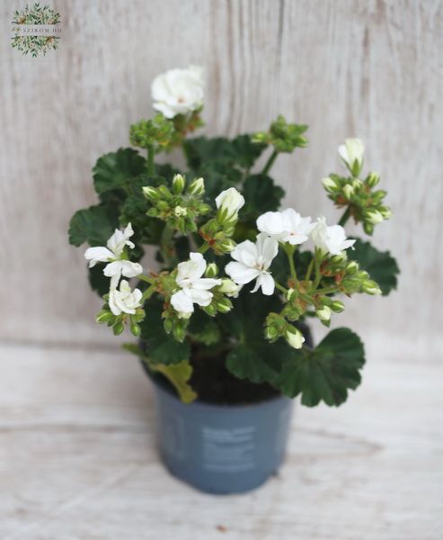 Pelargonium zonale