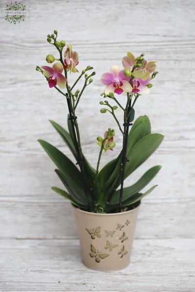 Midi phalaenopsis orchid in pot