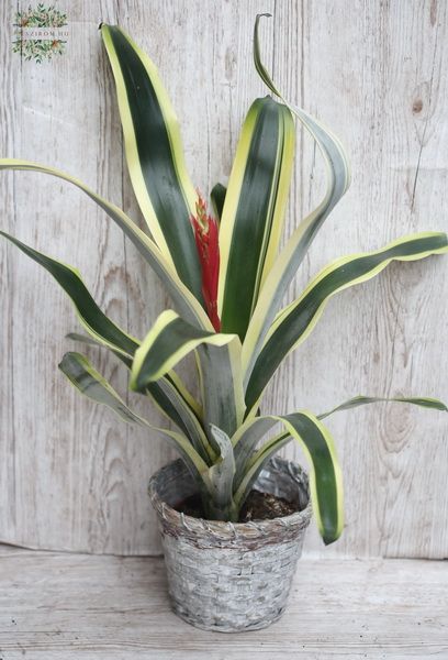 Bromeliad with colorful leaves