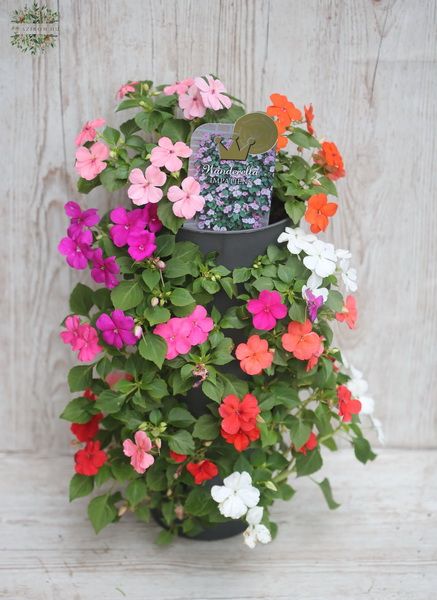 Impatiens oszlop (balkonvirág)