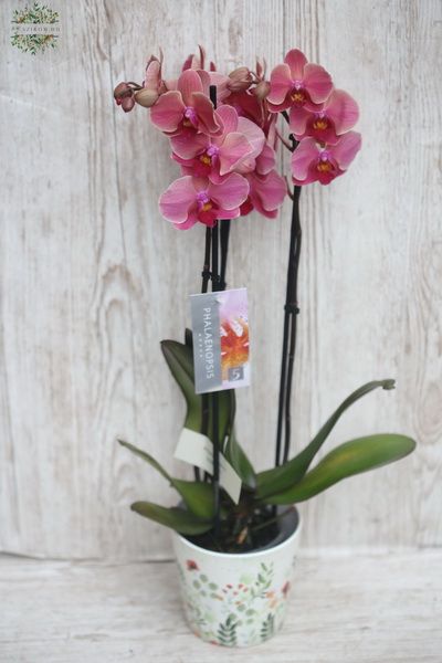 Lazac színű Phalaenopsis orchidea kaspóval