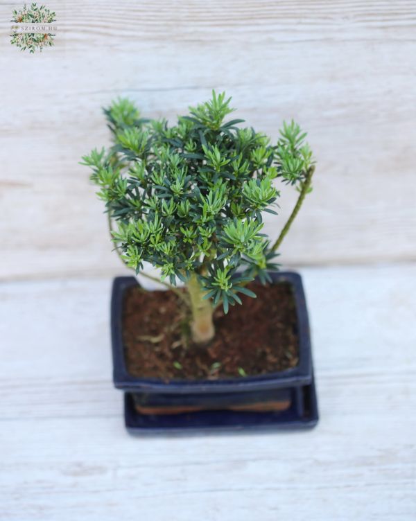 Bonsai in ceramic