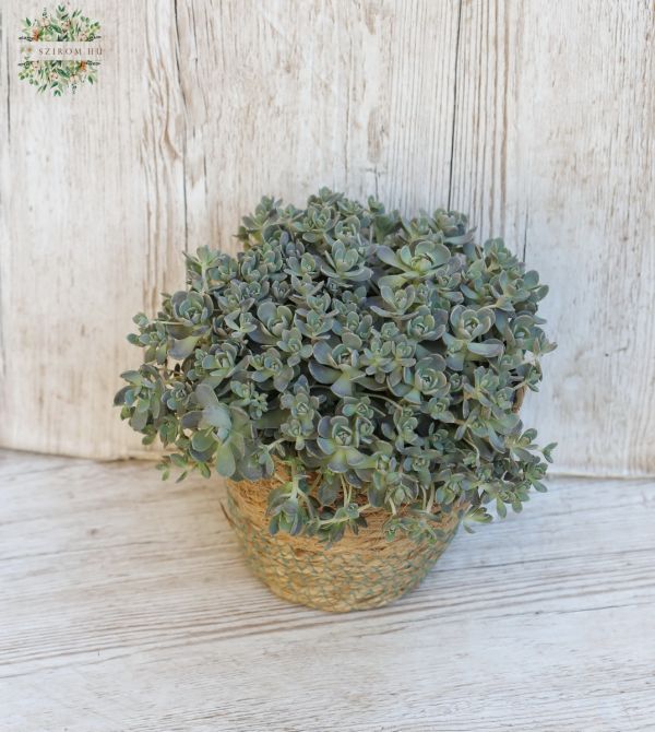 Mongolian stone rose in a woven basket