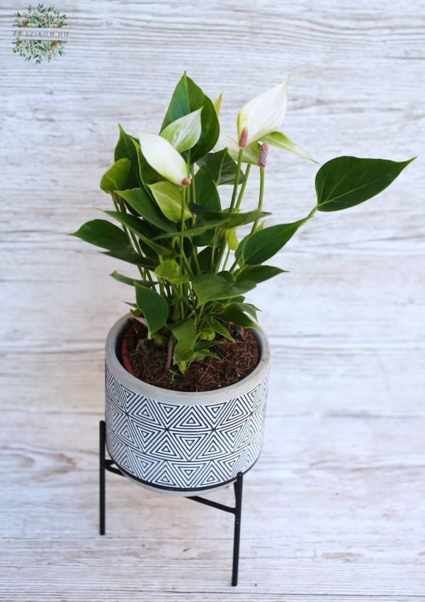 Anthurium mini, mit Topf mit Beinen