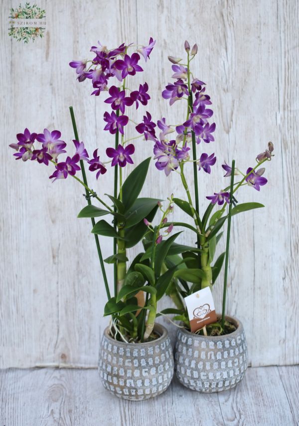 Dendrobium twostemed, in pot, 1pc