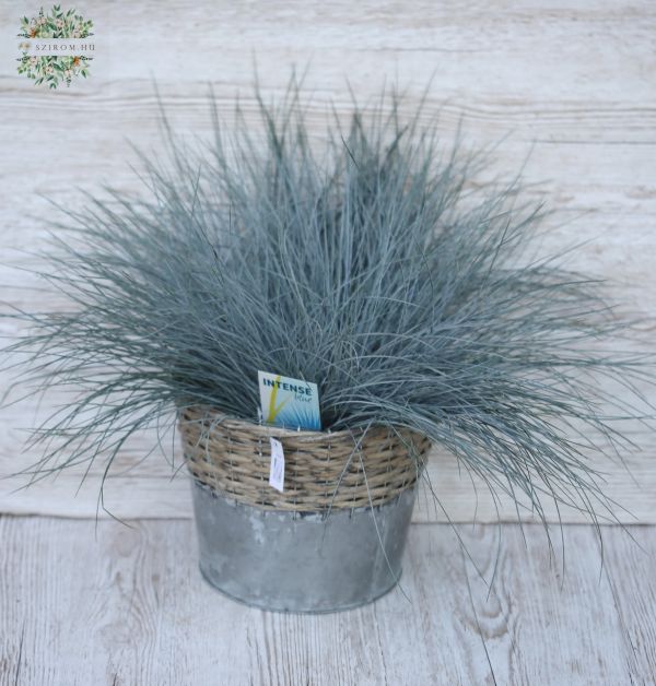 Festuca Gl Intense Blue big, in pot