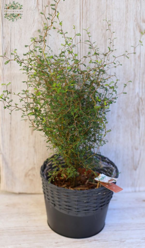 Sophora postrata in a basket