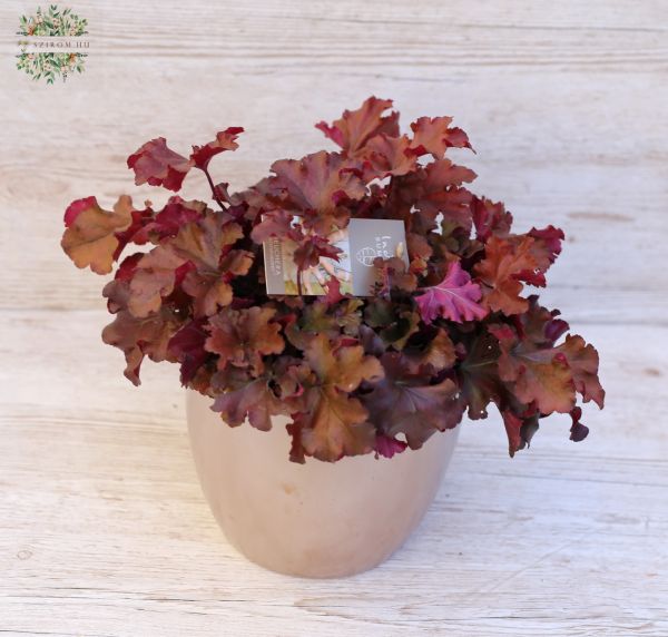 Heuchera 'Boysenberry' Tűzeső kaspóban