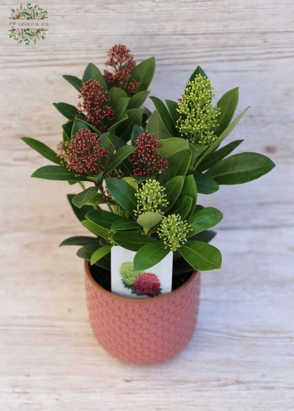 Skimmia Japonica 'Double dimond' im Topf