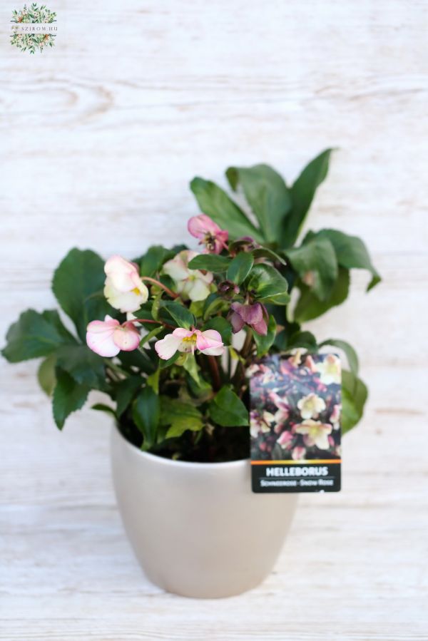 Pink Helleborus in pot