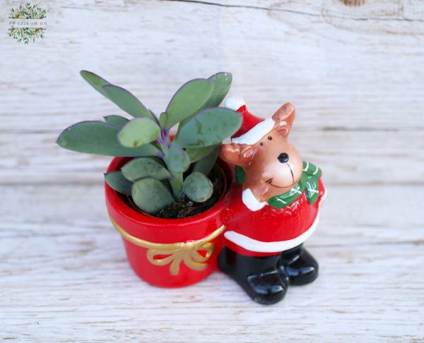 Succulent with Santa pot