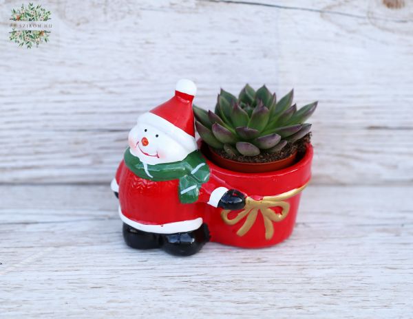 Succulent with Santa pot