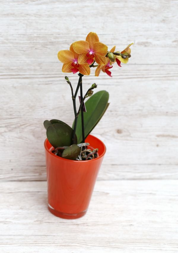 Phalaenopsis midi narancs 