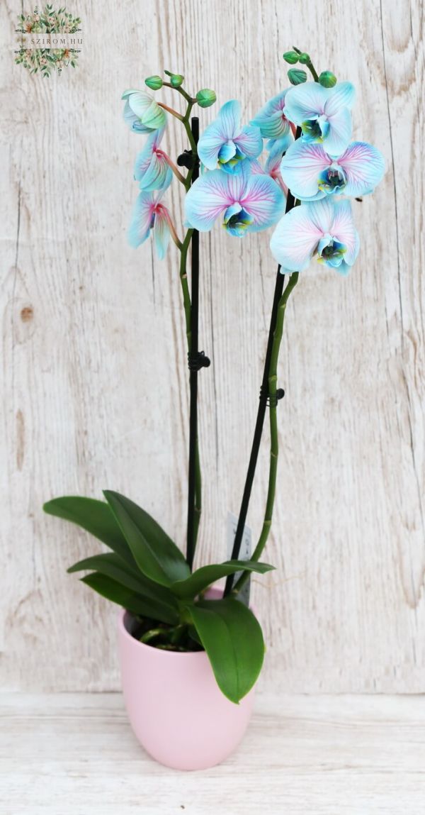 Phalaenopsis blue orchid with pot