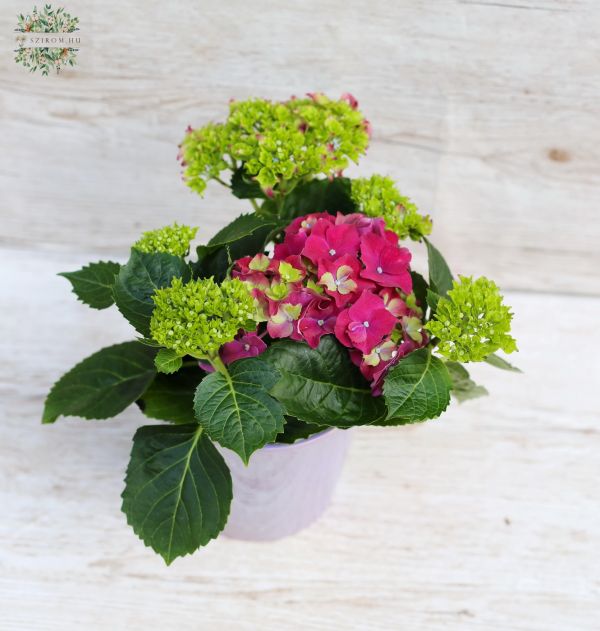 Kleine Hortensie mit Topf, 20 cm hoch