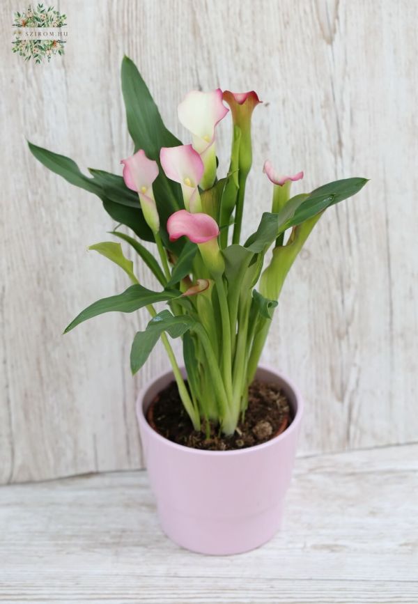 Calla in pot