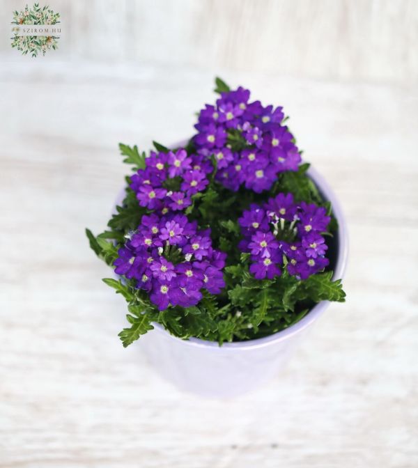 Verbena